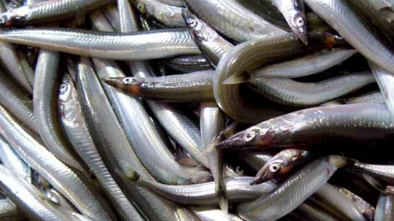 Read more about the article Afgørelse er klar i voldgiftssag om fiskeri efter tobis