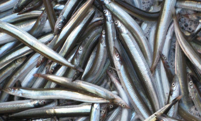 Read more about the article Forbud mod fiskeri af tobis i forvaltningsområde 2