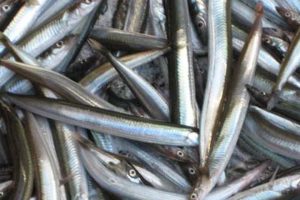 Bilag 6 om vilkår gældende for tobisfiskeri i Nordsøen