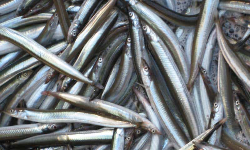 Read more about the article Forbud mod fiskeri af tobis i Kattegat