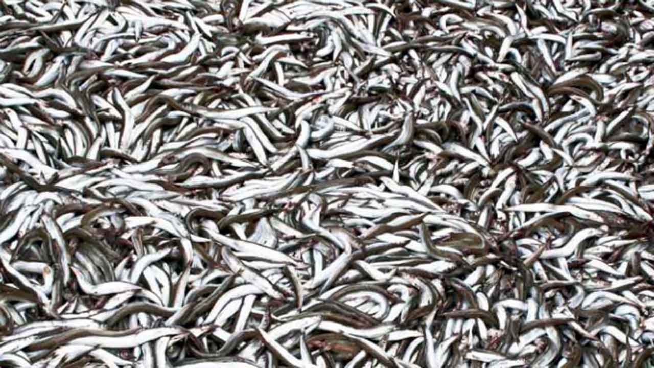 Læs her om de specielle risici, der kan være forbundet med industrifiskeri og hvilke forholdsregler, der er vigtige for at undgå alvorlige ulykker i vejledningen herunder. foto: F-A.dk