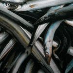 Britisk tobis-stop har stor indvirkning på Dansk fiskeindustri foto MID