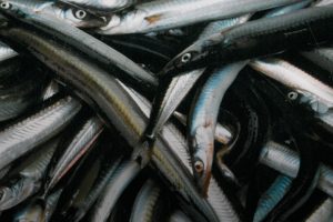Britisk tobis-stop har stor indvirkning på Dansk fiskeindustri foto MID