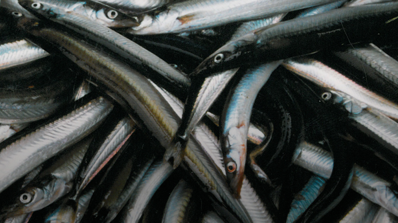 Read more about the article Britisk tobis-stop har stor indvirkning på Dansk fiskeindustri