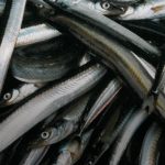 Den 31. januar meddelte Storbritanniens regering, at tobisfiskeriet i de engelske farvande vil blive permanent lukket fra april 2024. Beslutningen strider imod samarbejdsaftalen mellem EU og UK, mangler videnskabeligt belæg og vil medføre betydelige konsekvenser for fiskeri- og forarbejdningssektoren i Danmark og EU. foto: MID
