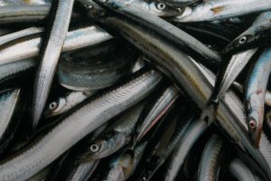 Den 31. januar meddelte Storbritanniens regering, at tobisfiskeriet i de engelske farvande vil blive permanent lukket fra april 2024. Beslutningen strider imod samarbejdsaftalen mellem EU og UK, mangler videnskabeligt belæg og vil medføre betydelige konsekvenser for fiskeri- og forarbejdningssektoren i Danmark og EU. foto: MID