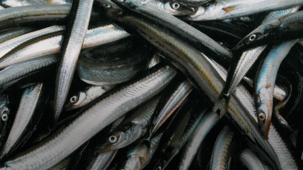 Read more about the article Storbritanniens planer om permanent lukning for tobisfiskeri truer Danmarks fiskerisektor
