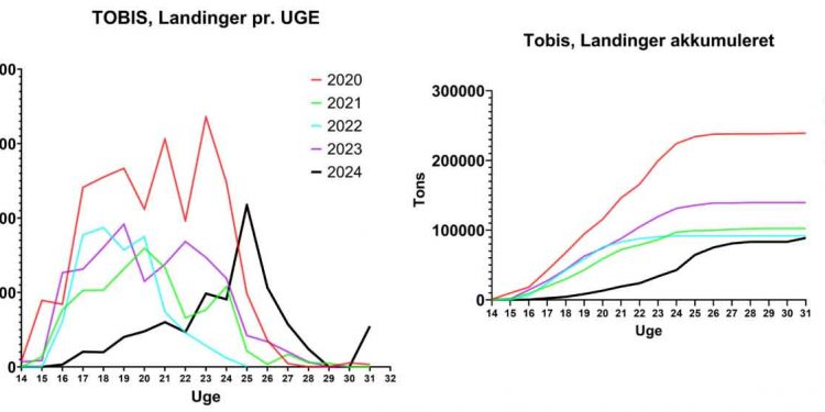Den samlede kvote for tobis i år var på 141.636 tons for danske fiskere, men der blev kun landet 68.000 tons, svarende til cirka 63 % af den tildelte kvote. foto: MID