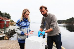 Havforskarane Tonje Knutsen Sørdalen og Kim Tallaksen Halvorsen konsentrerer seg om arbeidet. (Foto: Sissel Eikeland/UiA)