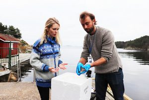 Havforskarane Tonje Knutsen Sørdalen og Kim Tallaksen Halvorsen konsentrerer seg om arbeidet. (Foto: Sissel Eikeland/UiA)