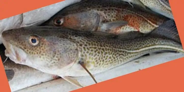 Read more about the article Positivt nyt til fiskerne, der nu kan glæde sig over større fiskekvoter i 2023