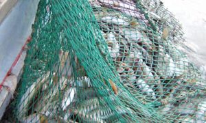 Tysk tiltag der skal genskabe torskebestanden i Vestlige Østersø  Arkivfoto: FiskerForum
