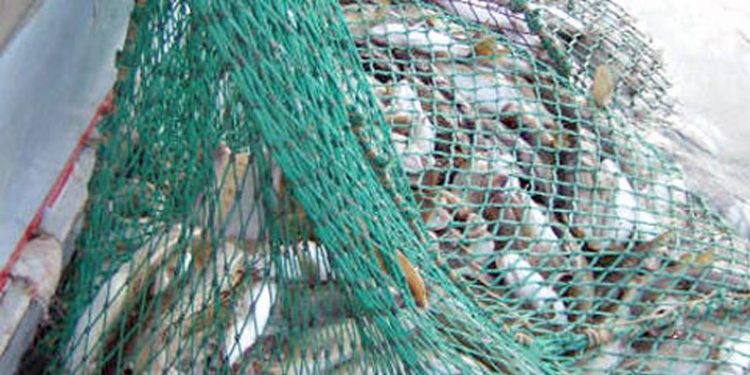 Tysk tiltag der skal genskabe torskebestanden i Vestlige Østersø  Arkivfoto: FiskerForum