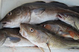 DTU-rapport afslører udsmid af torsk i Østersøen