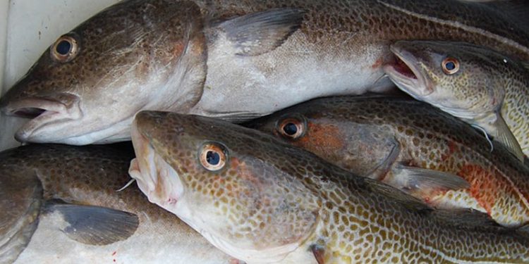 DTU-rapport afslører udsmid af torsk i Østersøen