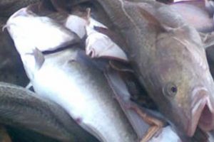 Eksempler på udbetaling af kompensation til torskefiskere i Østersøen