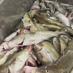 Det færøske forskningsskib Jákup Sverri har netop afsluttet det årlige forårstogt på den færøske kontinentalsokkel. I alt blev der gennemført 92 standardiserede trawlhal af én times varighed. foto: Havstovan