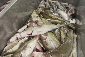 Det færøske forskningsskib Jákup Sverri har netop afsluttet det årlige forårstogt på den færøske kontinentalsokkel. I alt blev der gennemført 92 standardiserede trawlhal af én times varighed. foto: Havstovan