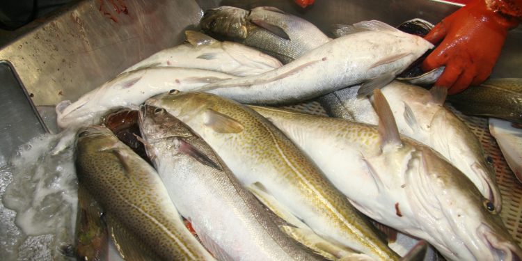 De klimavenlige kostråd sætter fisk og skaldyr på menuen