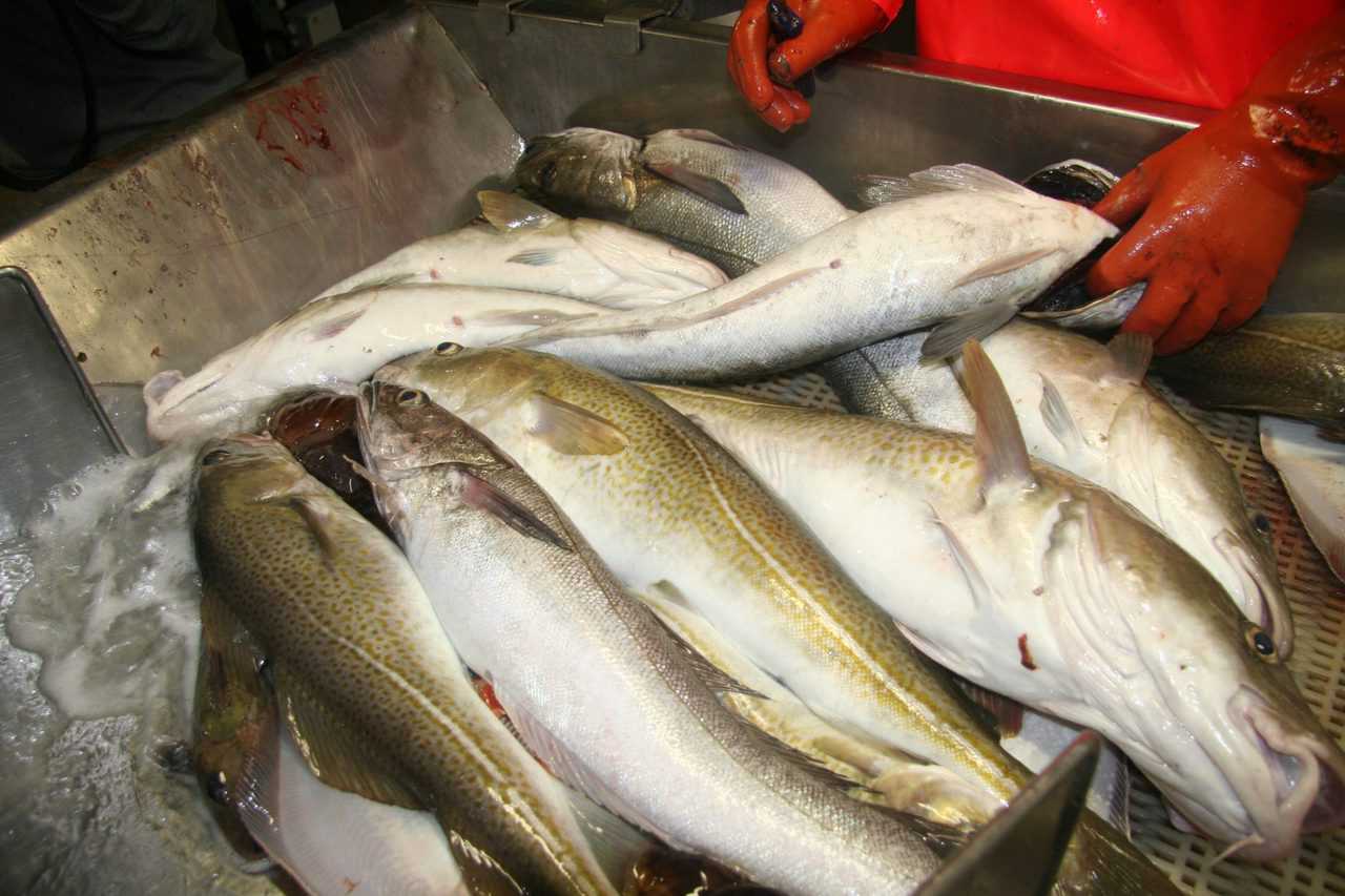 Read more about the article De klimavenlige kostråd sætter fisk og skaldyr på menuen