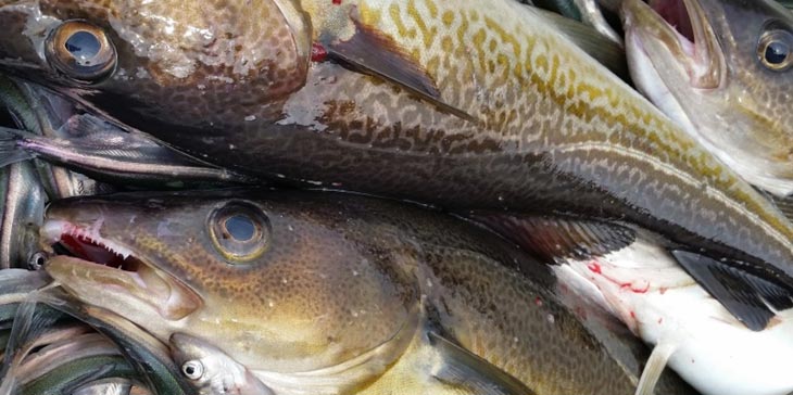 Read more about the article Ny grønlandsk hjælpepakke til det kystnære fiskeri