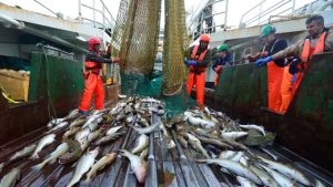 ICES’ og GN (Grønlands naturinstitut) har netop offentliggjort anbefalede fangstmængder for en række fiskearter, blandt andet for torsk i Vest- og Østgrønland samt hellefisk og rødfisk udenskærs i Østgrønland. foto: Natur.Gl