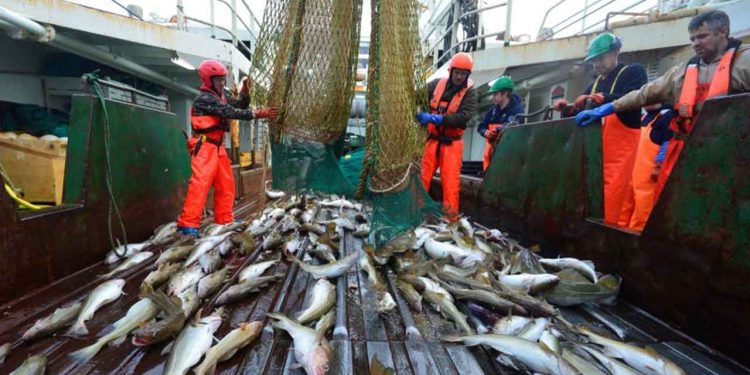 ICES’ og GN (Grønlands naturinstitut) har netop offentliggjort anbefalede fangstmængder for en række fiskearter, blandt andet for torsk i Vest- og Østgrønland samt hellefisk og rødfisk udenskærs i Østgrønland. foto: Natur.Gl