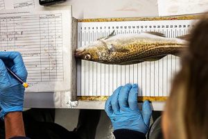 Det er DTU Aqua i gang med at undersøge, og øjnene er rettet mod iltsvind og leverorm. foto: DTU Aqua