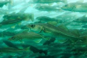 Over 10 millioner fisk fortæret på få timer – et uhørt rovdyreventyr i norske farvande foto: Grønlandsk naturinstitut