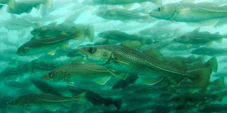 Over 10 millioner fisk fortæret på få timer – et uhørt rovdyreventyr i norske farvande foto: Grønlandsk naturinstitut