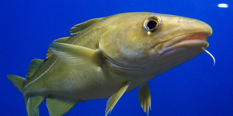 Når vandet bliver varmere søger torsken dybere foto: Wikipedia