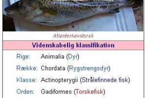 Latinske fisk på plakaten  foto: Wikipedia