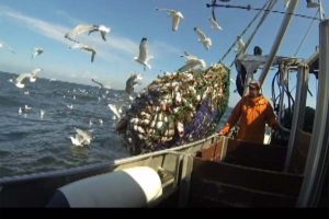 EU-Kommissionens TAC-forslag for Østersøen.  Foto: Torskefiskeri i Østersøen med kutteren R200 Cometen fra Svaneke - CSH FiskerForum