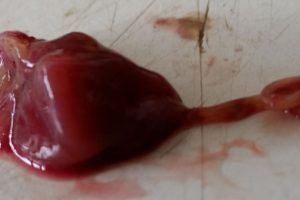 Usædvanligt - Sælorm fundet i  hjertet på en torsk