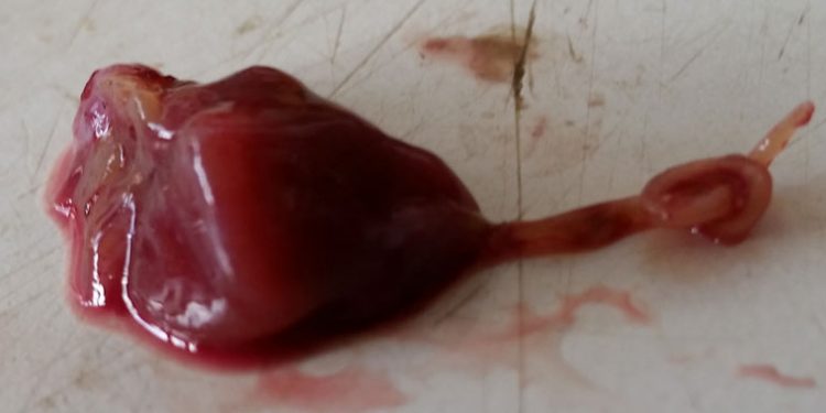 Usædvanligt - Sælorm fundet i  hjertet på en torsk