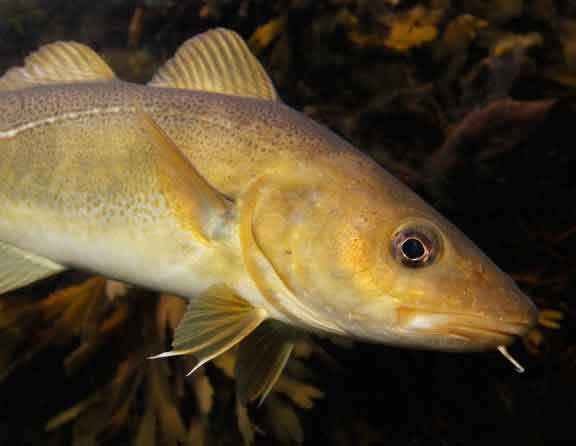 Trebindsværket rummer både velkendte fisk som torsken, der i disse år er under pres – og arter, som færre kender, men som bliver stadig mere udbredte. foto: Statens Naturhistorieske Museum