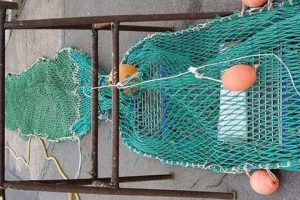 Skrubberist i trawlet - er en succes i Østersøen.  Foto: trawl med skrubberist og sorteringssfelt - CSH