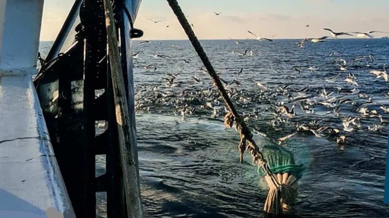 Read more about the article »Blå« fornuft har fortrængt »Rød« vildfarelse omkring et trawlfrit Bælthav