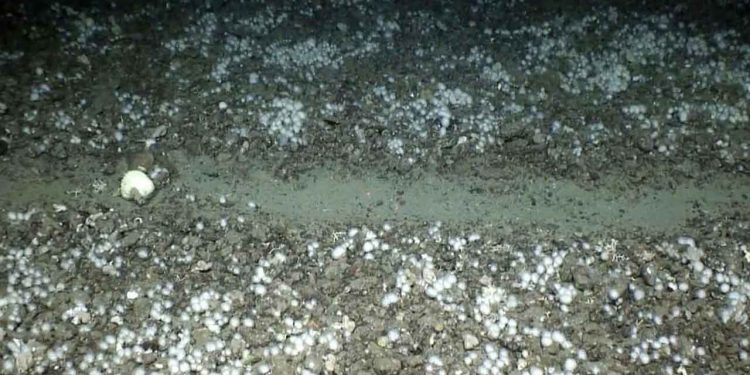 En opsigtsvækkende påstand fra professor Olav Sand om massive CO2-udslip fra trawlfiskeri møder skarp modstand fra norske havforskere, der efterlyser mere viden og advarer mod forhastede konklusioner. - foto: Hi Mareano