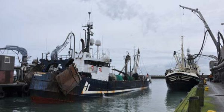 Sperling kø i Thyborøn.  Foto: Losning af sperling ved TripleNine i Thyborøn - Maritimebilleder