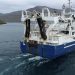 Den pelagiske trawler, Tróndur í Gøtu, har foretaget en flot tur med et trawlfiskeri, med Vónins Twister trawlskovle, efter blåhvilling syd for Færøerne foto: Vonin