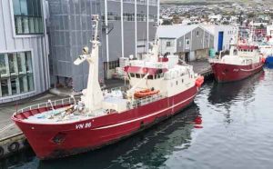 Et godt garnfiskeri på Færøerne, viser at hellefisken fortsat er en vigtig art i det nordatlantiske fiskeri. Fartøjet **Túgvusteinur** har i denne uge landet en fangst på cirka 18,5 tons i Tórshavn, hvor hovedparten bestod af hellefisk. foto: Kiran J