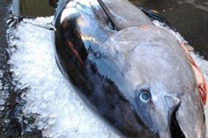De danske tun-fiskere har ikke heldet med sig - fristen for at fange tun er derfor forlænget. arkivfoto: FiskerForum.dk