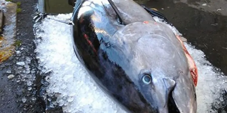 De danske tun-fiskere har ikke heldet med sig - fristen for at fange tun er derfor forlænget. arkivfoto: FiskerForum.dk
