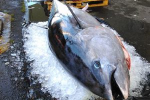 Tun-kvote: Skal fordeles mellem både lyst- og erhvervsfiskere. Foto: fra en tidligere fangst af tun i Danmark - Fiskeauktion Nord Flaskeposten.nu
