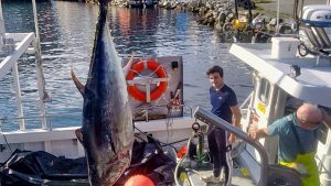 To blåfinnet tun sendt til Hanstholm Fiskeauktion af Snorre Seafood AS i Måløy blev i dag solgt til en pris, som skipper Runar Andre Nilsen ombord på »Sending« karakteriserer som fantastisk. foto: Fiskerimagasinet.no