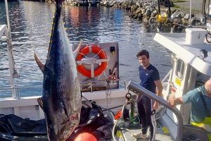 To blåfinnet tun sendt til Hanstholm Fiskeauktion af Snorre Seafood AS i Måløy blev i dag solgt til en pris, som skipper Runar Andre Nilsen ombord på »Sending« karakteriserer som fantastisk. foto: Fiskerimagasinet.no