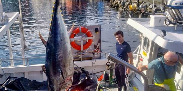 To blåfinnet tun sendt til Hanstholm Fiskeauktion af Snorre Seafood AS i Måløy blev i dag solgt til en pris, som skipper Runar Andre Nilsen ombord på »Sending« karakteriserer som fantastisk. foto: Fiskerimagasinet.no