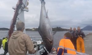 Norske »Hillersøy« havde utroligt fiskeheld denne weekend.  Foto: fantastisk fangst af blåfinnede tun ved den norske Ø Ona