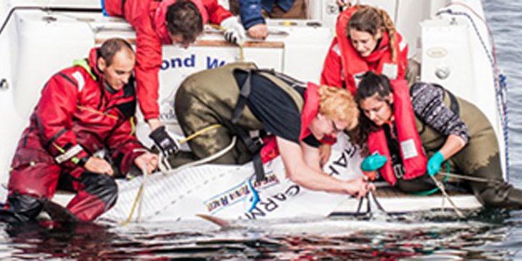 Succesfuld mærkning af den blåfinnede tun i Skagerrak  Foto:Foto: Lars Norman Hestbæk